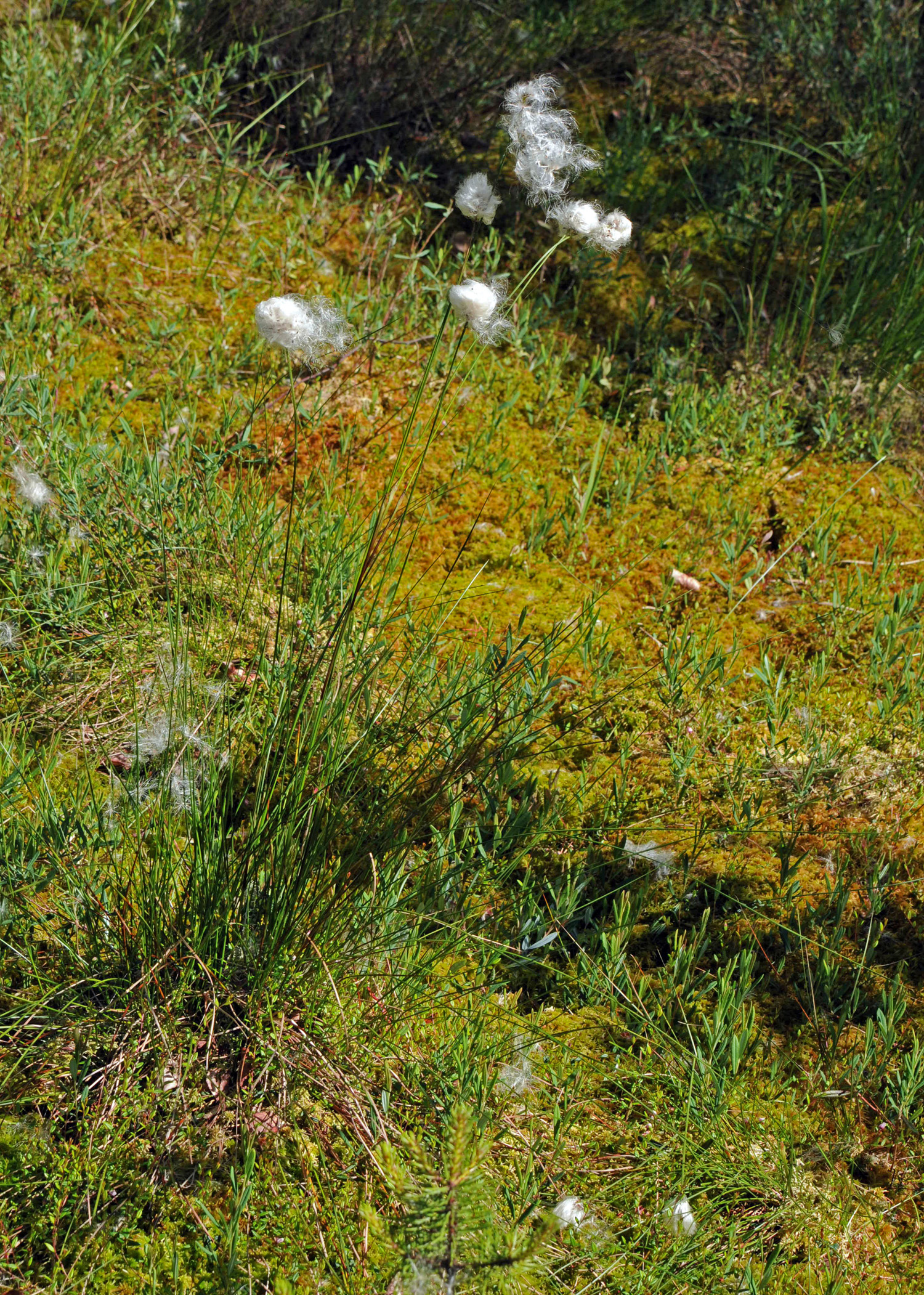 Scheiden- Wollgras  (Eriophorum vaginatum)